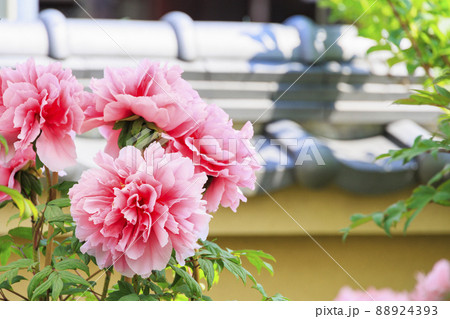 ぼたん満開の関西花の寺 當麻寺西南院 ぼたん満開の関西花の寺 當麻寺西南院 88924393