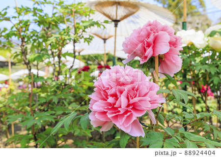 ぼたん満開の関西花の寺　當麻寺西南院 88924404