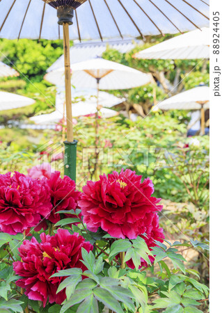 ぼたん満開の関西花の寺　當麻寺西南院 88924405