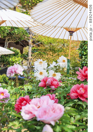 ぼたん満開の関西花の寺　當麻寺西南院 88924406
