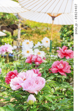 ぼたん満開の関西花の寺　當麻寺西南院 88924407