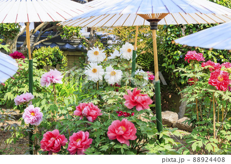 ぼたん満開の関西花の寺　當麻寺西南院 88924408