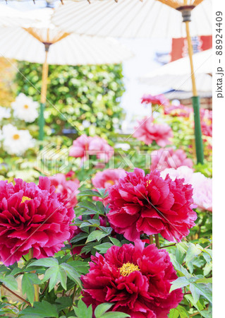 ぼたん満開の関西花の寺　當麻寺西南院 88924409