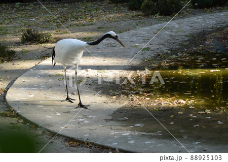 white crane in the zoo is standing white crane in the zoo is standing 88925103