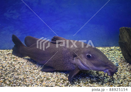 Giraffe catfish (Auchenoglanis occidentalis). Giraffe catfish (Auchenoglanis occidentalis). 88925154