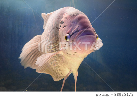 Beautiful tilapia fish in water tank 88925175