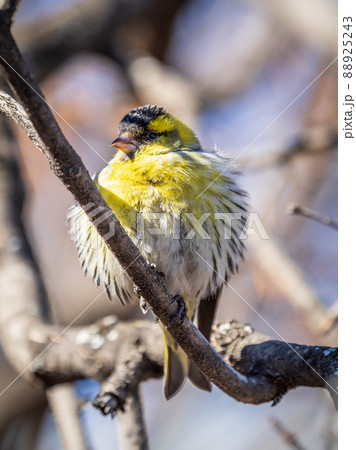 Eurasian siskin male, latin name spinus spinus, sitting on branch of tree. Cute little yellow songbird. Eurasian siskin male, latin name spinus spinus, sitting on branch of tree. Cute little yellow songbird. 88925243