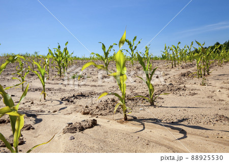 green corn field during cultivation green corn field during cultivation 88925530
