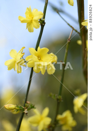 雲南黄梅 88926824