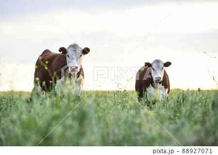 Cows in Countryside, Pampas, Argentina Cows in Countryside, Pampas, Argentina 88927071