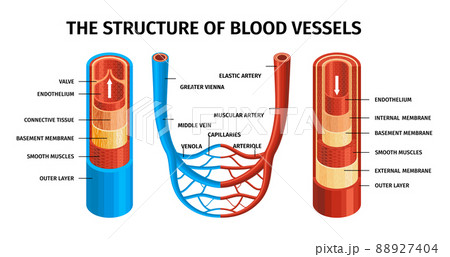Realistic Blood Vessels Artery And Vein Composition 88927404