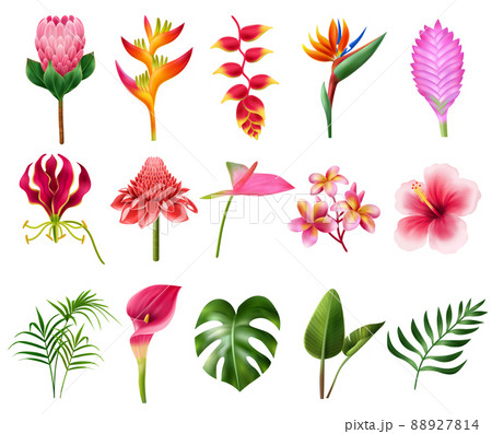 Exotic Flowers Realistic Set 88927814