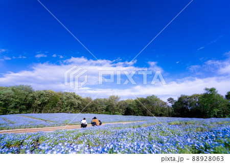 国営武蔵丘陵森林公園のネモフィラ満開　埼玉県 88928063