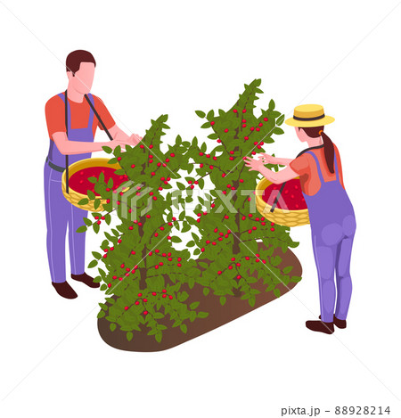 Coffee Harvesting Icon 88928214