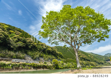 宮崎県日南市北郷町広渡川河川に育つ大きな1本樹の下を走る様な対岸のJR日南線ローカル列車白色キハ40 88928249