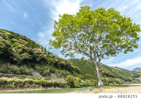 宮崎県日南市北郷町広渡川河川に育つ大きな1本樹の下を走る様な対岸のJR日南線ローカル列車キハ40 88928255
