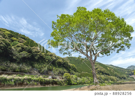 宮崎県日南市北郷町広渡川河川に育つ大きな1本樹下を走る様な対岸のJR日南線特急列車海幸山幸キハ125 88928256