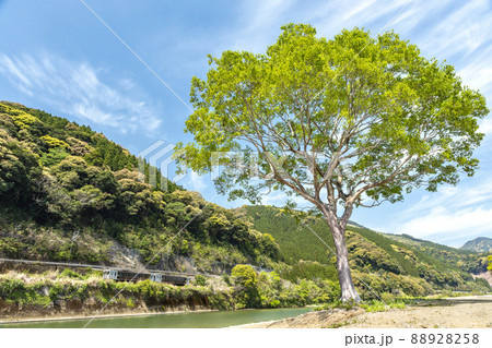 宮崎県日南市北郷町広渡川河川に育つ大きな1本樹下を走る様な対岸のJR日南線特急列車海幸山幸キハ125 88928258