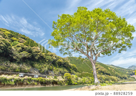 宮崎県日南市北郷町広渡川河川に育つ大きな1本樹下を走る様な対岸のJR日南線特急列車海幸山幸キハ125 88928259