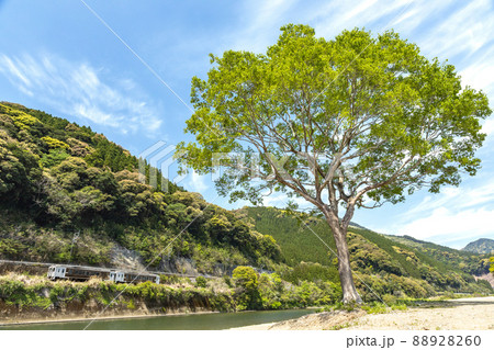 宮崎県日南市北郷町広渡川河川に育つ大きな1本樹下を走る様な対岸のJR日南線特急列車海幸山幸キハ125 88928260