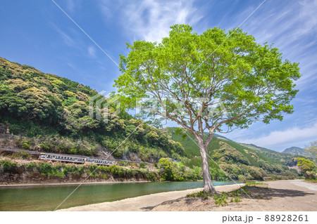 宮崎県日南市北郷町広渡川河川に育つ大きな1本樹の下を走る様な対岸のJR日南線ローカル列車キハ40 88928261