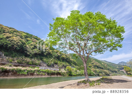 宮崎県日南市北郷町広渡川河川に育つ大きな1本樹の下を走る様な対岸のJR日南線ローカル列車キハ40 88928356