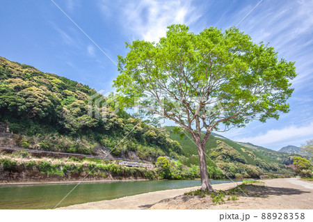 宮崎県日南市北郷町広渡川河川に育つ大きな1本樹の下を走る様な対岸のJR日南線ローカル列車キハ40 88928358