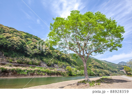 宮崎県日南市北郷町広渡川河川に育つ大きな1本樹の下を走る様な対岸のJR日南線ローカル列車キハ40 88928359