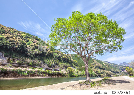 宮崎県日南市北郷町広渡川河川に育つ大きな1本樹下を走る様な対岸のJR日南線特急列車海幸山幸キハ125 88928361