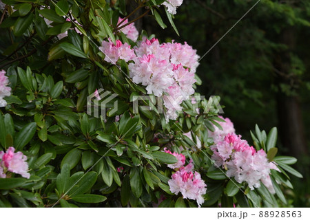 シャクナゲの花 シャクナゲの花 88928563
