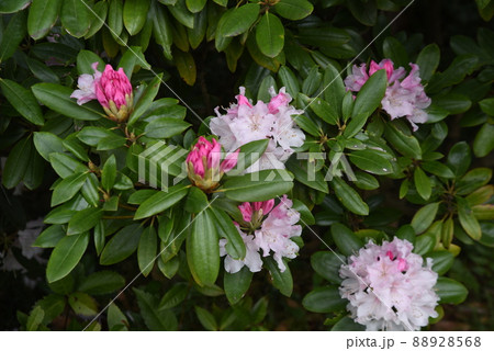 シャクナゲの花 88928568
