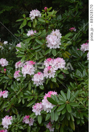 シャクナゲの花 シャクナゲの花 88928570