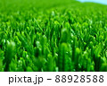 春の茶畑 88928588