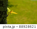 春の息吹 88928621