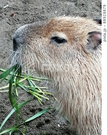 カピバラお食事タイム 88928879