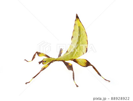 stick insect in studio 88928922