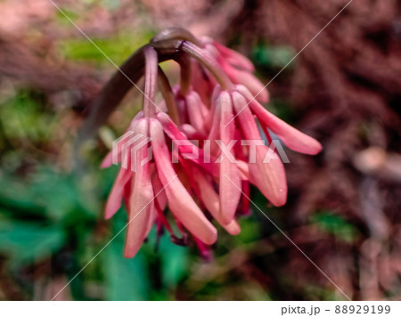 ショウジョウバカマ開花 ショウジョウバカマ開花 88929199