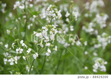 ダイコンの花 ダイコンの花 88929200