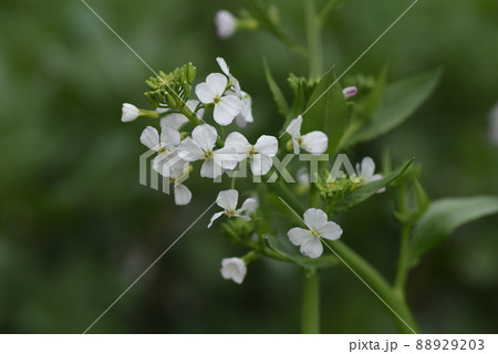 ダイコンの花 88929203