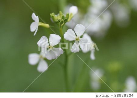 ダイコンの花 ダイコンの花 88929204