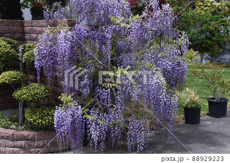 藤の花 88929223