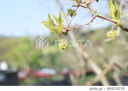 サルトリイバラの花 88929230