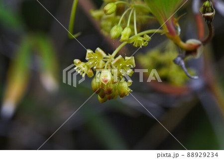 サルトリイバラの花 サルトリイバラの花 88929234