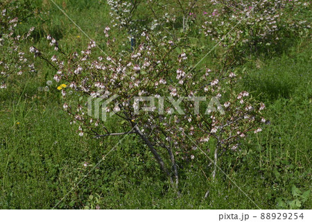 ブルーベリーの花 88929254