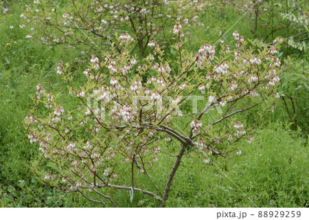 ブルーベリーの花 88929259