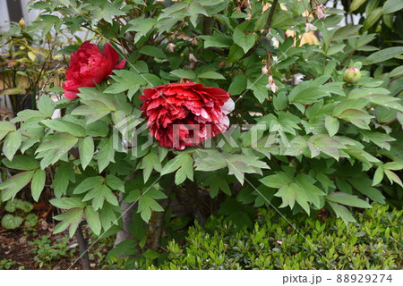 牡丹の花 牡丹の花 88929274