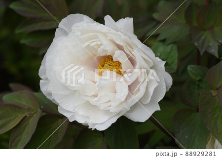 牡丹の花 牡丹の花 88929281
