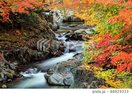 紅葉に包まれた錦秋の中津川渓谷【福島県裏磐梯】 88929333