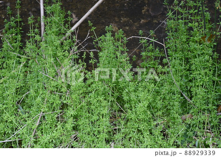 ヤエムグラの花 88929339
