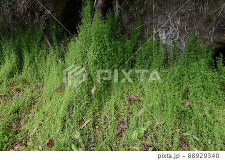 ヤエムグラの花 88929340